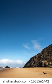 小さなビーグル犬が隅に立って空に向かって遠吠えをしている牧歌的なビーチと崖の風光明媚な写真。澄んだ青い空、人けのない岩、最小限の雲。多くのコピー スペース。