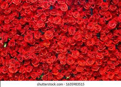 Hintergrund der roten Rosen. Romantik Liebe Valentinstag Dekoration Blumenstrauß blühen