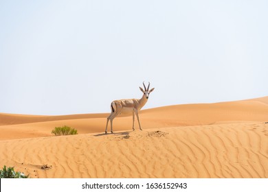 Cảnh quay động vật hoang dã của linh dương trên sa mạc rộng mở ở Abu Dhabi nhìn vào máy ảnh trong môi trường sống tự nhiên của nó