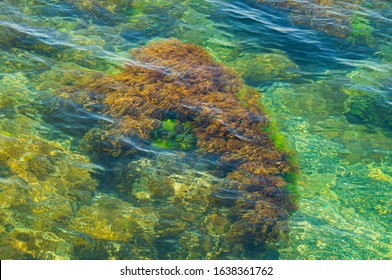 海沿いの石と緑の苔。