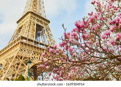 Pink magnolia in full bloom and Eiffel tower over the blue sky. Spring in Paris, France