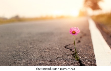 Close-up, roze bloem groeit op crack straat zonsondergang achtergrond
