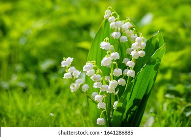 Lirio de los valles de flor de primavera. Lirio de los valles. Flor Primavera Sol Blanco Fondo Verde Horizontal. Fondo ecológico Fondo floreciente de la hierba verde del lirio de los valles en la luz del sol.
