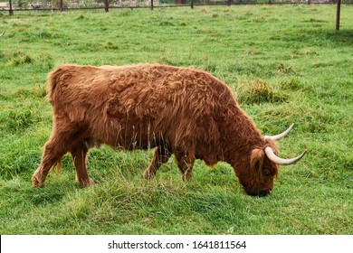 Schots Hoogland koeienras. Hooglandkoe eet gras. Detailopname