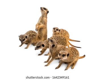 ฝูงเมียร์แคต Suricata suricatta แยกอยู่บนสีขาว