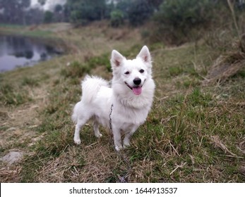 長い髪と短い足を持つ白いかわいい犬。ポメラニアンはとても活発な犬種です。インドのスピッツとしても知られています。