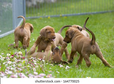 Adorables cachorritos Rhodesian Ridgeback jugando juntos en el jardín. Expresiones divertidas en sus rostros. Los perritos tienen cinco semanas de edad.
