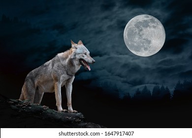 オオカミは満月を背景に夜に岩の端に立つ