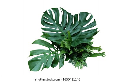 Tropical green leaves forest plant Monstera, fern, and climbing bird’s nest fern foliage plants floral bunch for wedding and ceremony decoration isolated on white background with clipping path.
