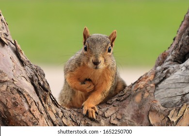 Portrait of fox squirrel (Sciurus niger) sitting on branch isolated on green. Holds foreleg with nut on chest. Urban wildlife. The largest species of tree squirrel in N. America. Denver, Colorado.
