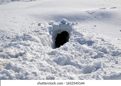 Entrada al agujero de zorro en la nieve. Rusia