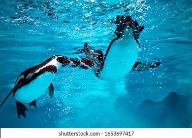 淡いブルーの水中でのペンギンの水中ゲーム。