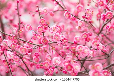 Rote Pflaumenblüte im Frühjahr. Pflaumenblüte ist die Top Ten der berühmten Blumen in China.