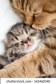 madre gata abrazando pequeño gatito