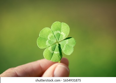 Holding a lucky four leaf clover.