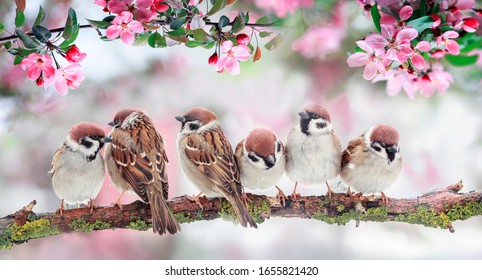 春にピンクのリンゴの花と枝に座っている鳥と自然の背景 5 月 日当たりの良い庭