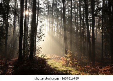 霧深い針葉樹林の日の出。