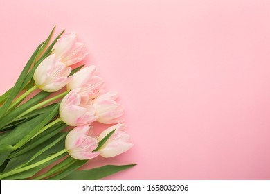 Spring flower pink tulips on the pink background with copyspace. Theme of love, mother's day, women's day