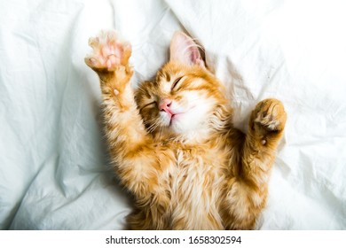 Grappige rode kitten in het bed. Gemberkat op witte deken. Ontspannende en gelukkige ochtend.