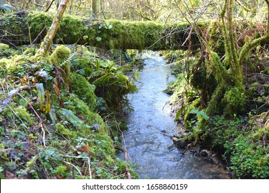 WALK IN THE WOODS IN WINTER DOWN TO THE WOODLAND POND. MOSSY GROWTH COVERS THE TREES AND THE POND IS STILL IN THE WINTERS SUN