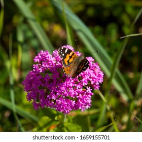 Centranthus ruber Pretty Betsy- soft clusters of small, trumpet-shaped pink flowers red valerian ,fox's brush ,Spanish valerian ,spur valerian,German lilac,Kiss me Quick plant with a Monarch butterfly