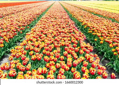 Orange Tulipani Polje Preuzimanje Hd Pozadina