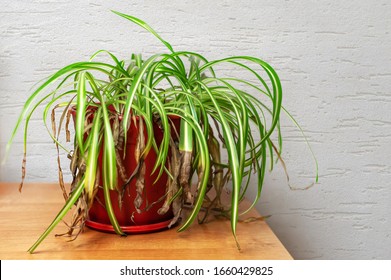 Verschrompelde plant, Chlorophytum met verdorde vergeelde bladpunten in een plastic pot. Stervende spinplant binnenshuis.