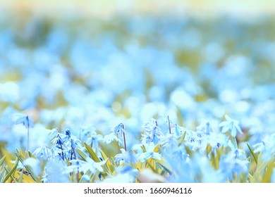 диви сини пролетни цвеќиња, диви цвеќиња мали цвеќиња, заматена апстрактна позадина многу цвеќиња