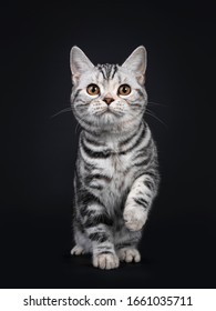 Schattige zilveren tortie Amerikaanse korthaar kat kitten, staande naar voren gericht. Kijkend naar de camera met oranje ogen, één poot speels in de lucht. Geïsoleerd op zwarte achtergrond.