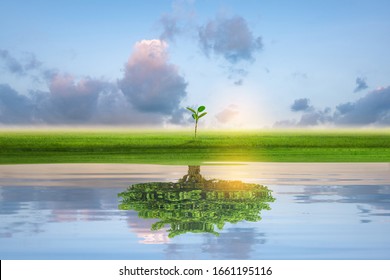 Kleine grüne Insel mit einsamer Baumreflexion im ruhigen Wasser des Ozeans. Finanzgeschäftskonzept.