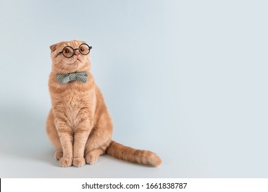 Online cursussen, bannerconcept voor afstandsonderwijs. Grappige kat in vlinderdas en bril zittend op een blauwe achtergrond en kijken naar kopieerruimte voor tekst of product.