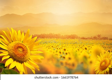 Hermoso campo de girasoles florecientes contra la luz dorada del atardecer y el fondo paisajístico de las montañas borrosas