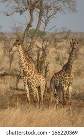 Alimentación de jirafas en el Parque Nacional Kruger, Sudáfrica