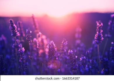 Lavendelblüten bei Sonnenuntergang in der Provence, Frankreich. Makrobild, geringe Schärfentiefe. Schöner Blumenhintergrund