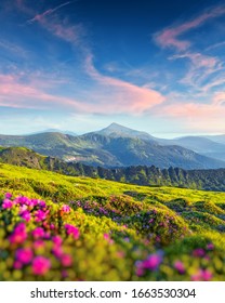 シャクナゲの花は、夏の山の牧草地をカバーしました。前景に紫の日の出の光が輝いています。風景写真