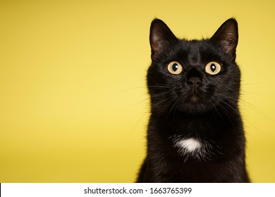 黄色の背景に黒い猫。13日金曜日