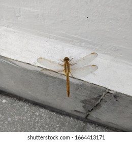 แมลงปอสีเหลืองทอง (Pantala flavescens) หรือที่รู้จักกันในชื่อ Globe skimmer, Globe wanderer หรือ Wandering glider เป็นแมลงปอที่มีการกระจายพันธุ์กว้างขวางในวงศ์ Libellulidae (Odonata, Anisoptera, Anthrooda)