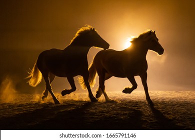 Silhouet van twee galopperende Haflinger-paarden in een oranje rokerige atmosfeer, tegen het licht