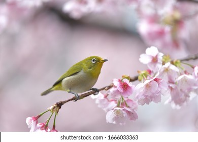 満開の桜とかわいい緑の鳥