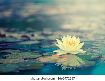 Schöner thailändischer Lotus, der mit dunkelblauer Wasseroberfläche geschätzt wurde