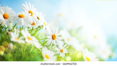 草原の美しいカモミールの花。太陽フレアにデイジーが咲く春または夏の自然のシーン。ソフト フォーカス。