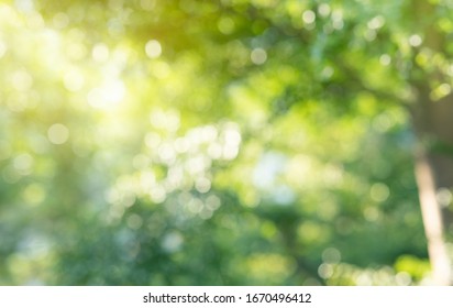 Blurred bokeh of tree garden in morning background,spring summer season or green concept ideas