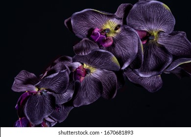 黒の背景に紫の蘭の花をクローズ アップ。