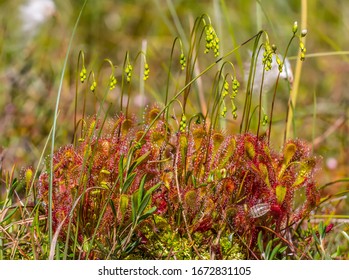 English sundew (Drosera anglica) early flowering on peat swamp, Eastern Baltic region - carnivorous plants, caught insect on sticky hairs