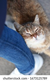 een veelkleurige mooie zwerfkat wrijft tegen het been van een persoon die in de buurt passeert. bruine kat met mooie ogen verticale foto