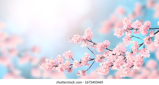 Banner horizontal con flores de sakura de color rosa sobre fondo soleado. Hermoso fondo de primavera natural con una rama de sakura floreciente. Copiar espacio para texto