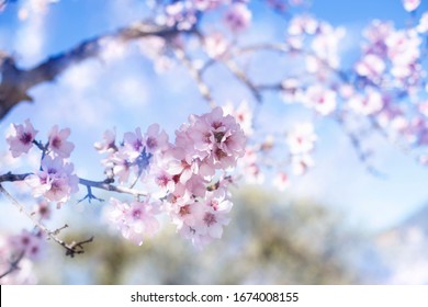 Latar belakang bunga musim semi. Pemandangan alam yang indah dengan pohon mekar di hari yang cerah. Bunga musim semi. Kebun yang indah di musim semi. Latar belakang abstrak