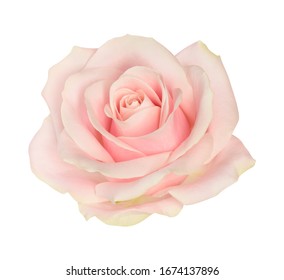 Flor de rosa rosa claro aislado