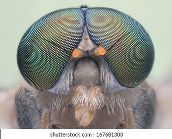 Extreme portrait macro of polish  green fly