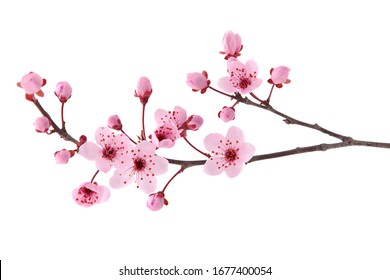 Rosa Frühlingskirschblüte. Kirschbaumzweig mit rosa Frühlingsblumen, isoliert auf weiss